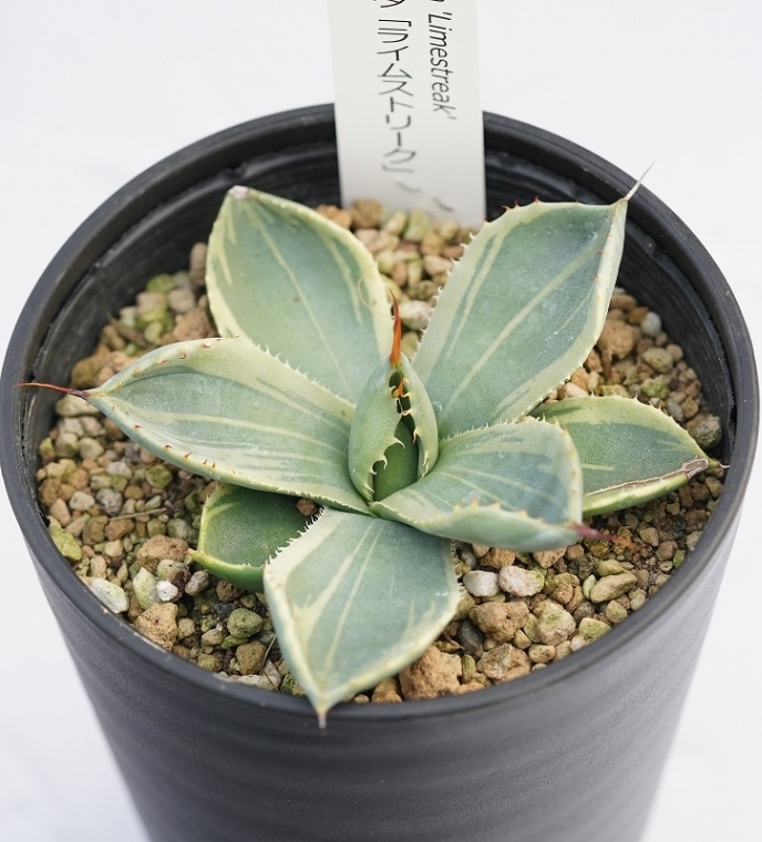 アガベ・パリー・トルンカータ ライムストリーク メリクロン株 3.5号