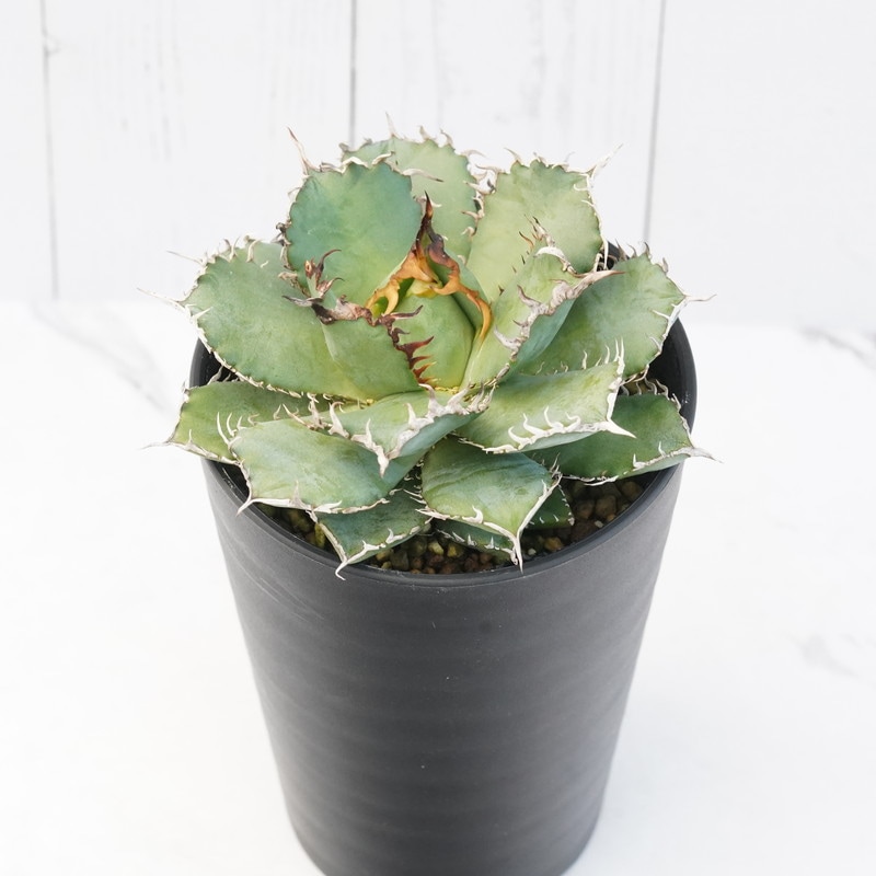 アガベ・チタノタ「フィリグリー」 3.5号鉢 | | チタノタ銘品シリーズ