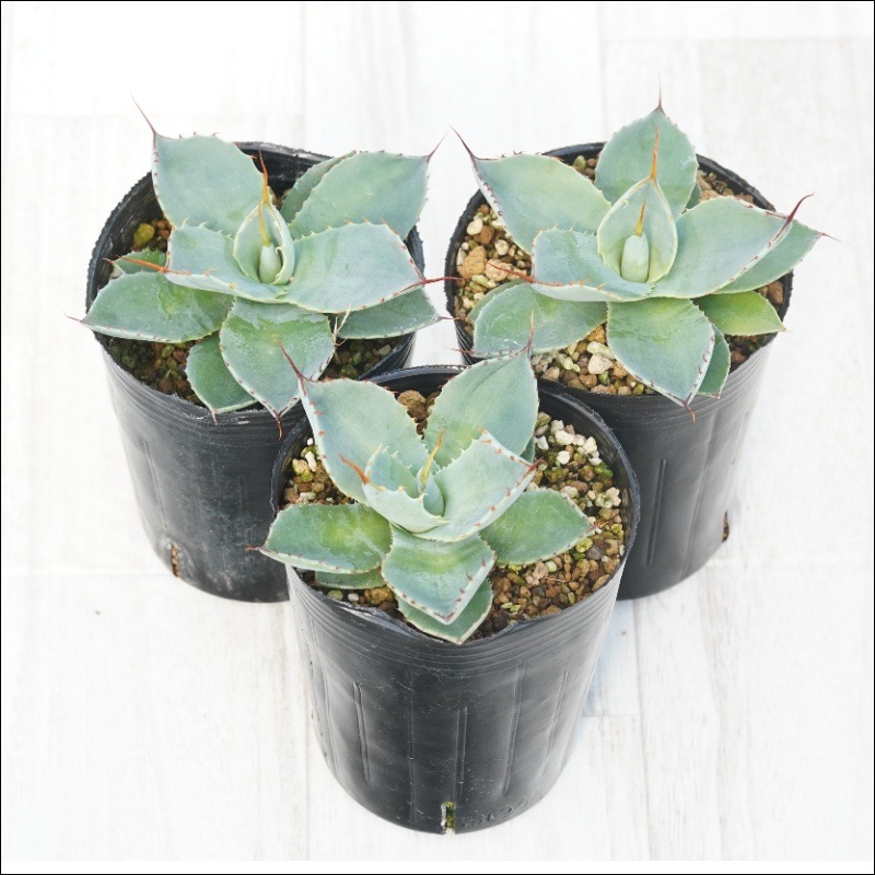 アガベ・パリー・トルンカータ メリクロン株 3号ロングポット×3株