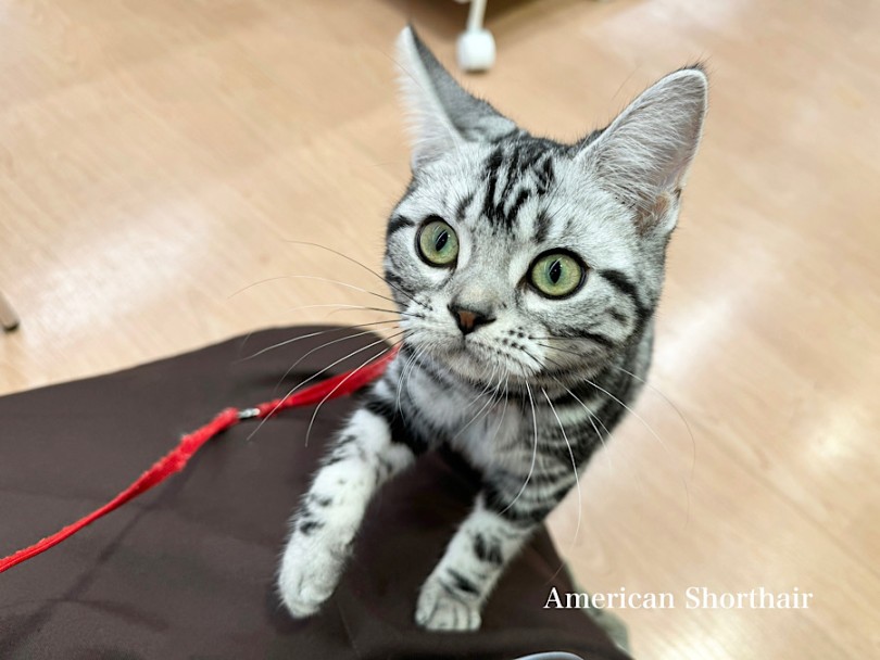 アメリカンショートヘア 】人馴れ、音馴れバッチリ！生後6ヶ月の