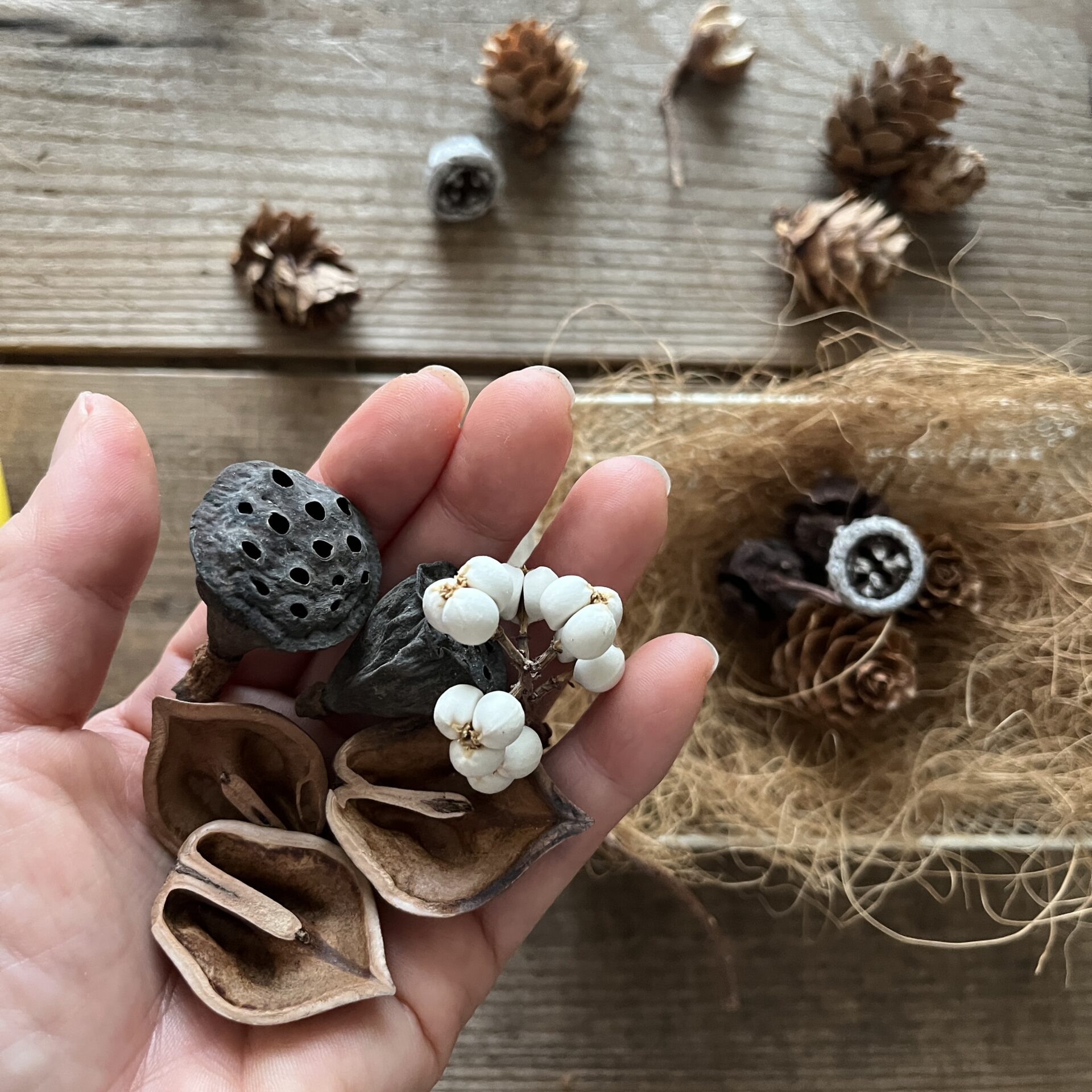 100円ショップの材料で作る木の実のアレンジ｜読みもの｜MeTAS＋