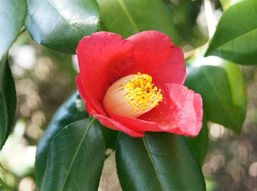 Watanabe 山採り ヤブツバキ 708 樹高1.7m位 薮椿 藪椿 Watanabe 山