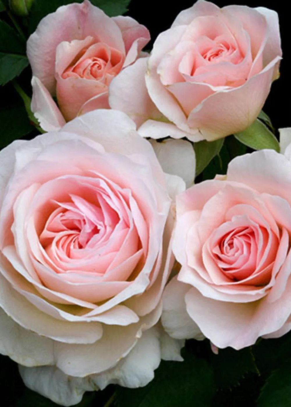 Bare Root Roses For Growing Zones 3-4 - Best Garden Roses for Zone
