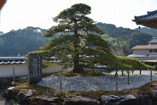しだれ赤松（樹齢230年） - 高知市、種間寺の写真 - トリップアドバイザー