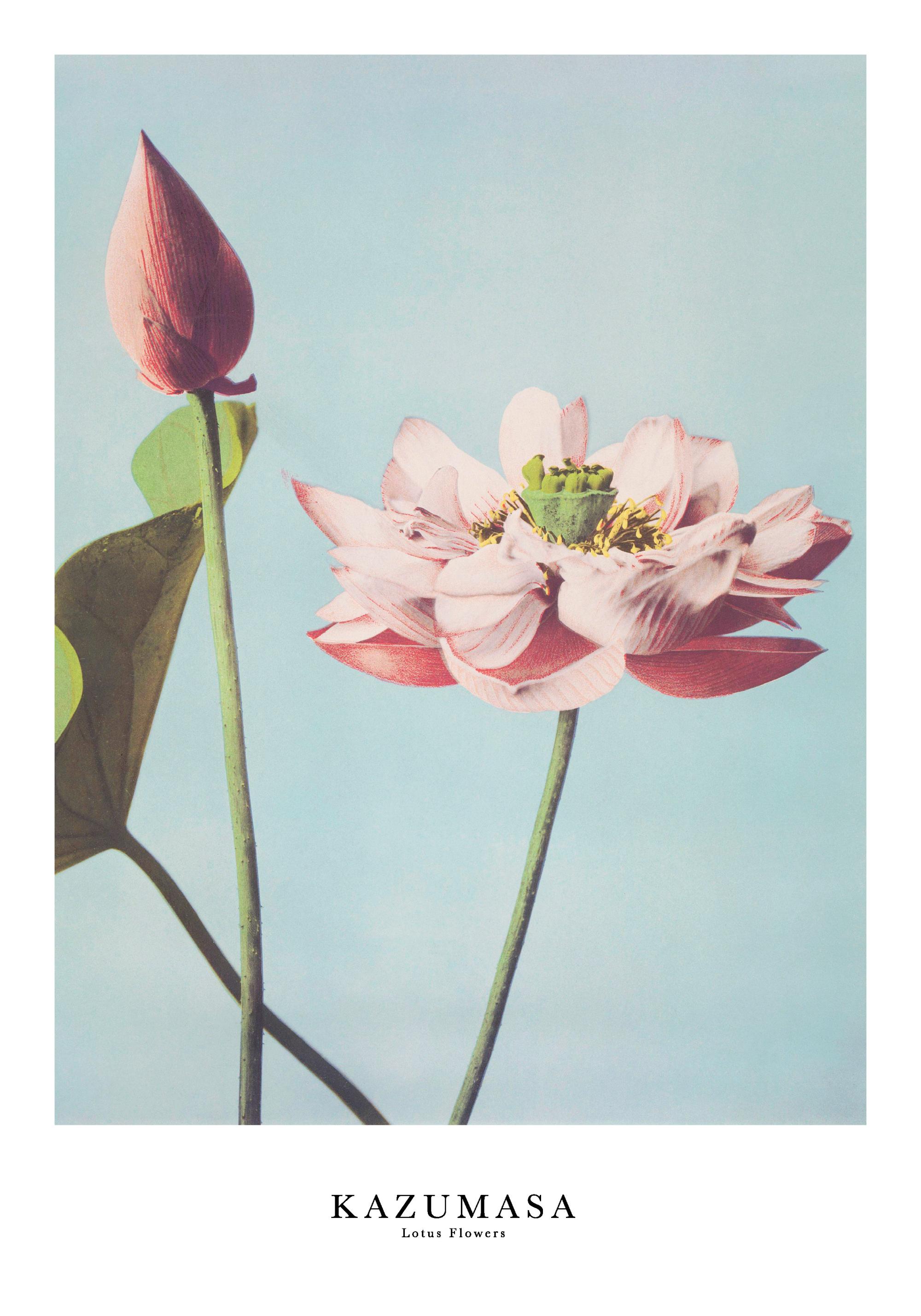 Lotus Flowers Print by Ogawa Kazumasa – Botanical Poster | Desenio