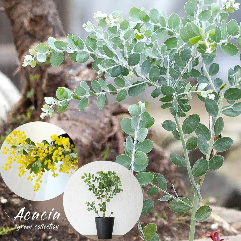 パールアカシア（真珠葉）の鉢植え・育て方付き｜e-花屋さん