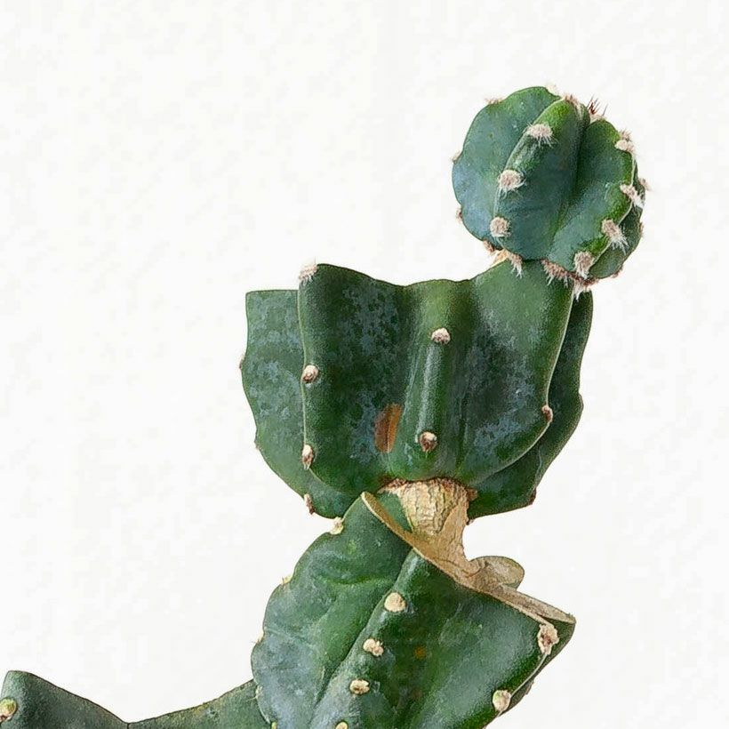 柱サボテン鬼面角｜ジグザグ段々に芽吹かせたブランチ仕立て