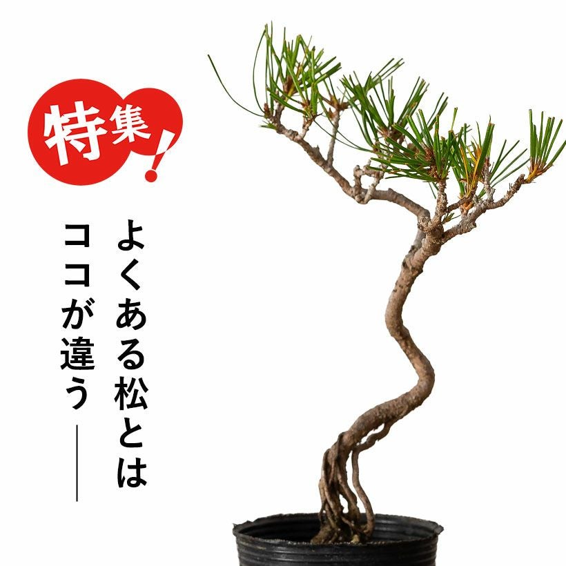 赤松ミニ盆栽｜幹曲げ、根上がりに仕立てた年代物（育て方付き）