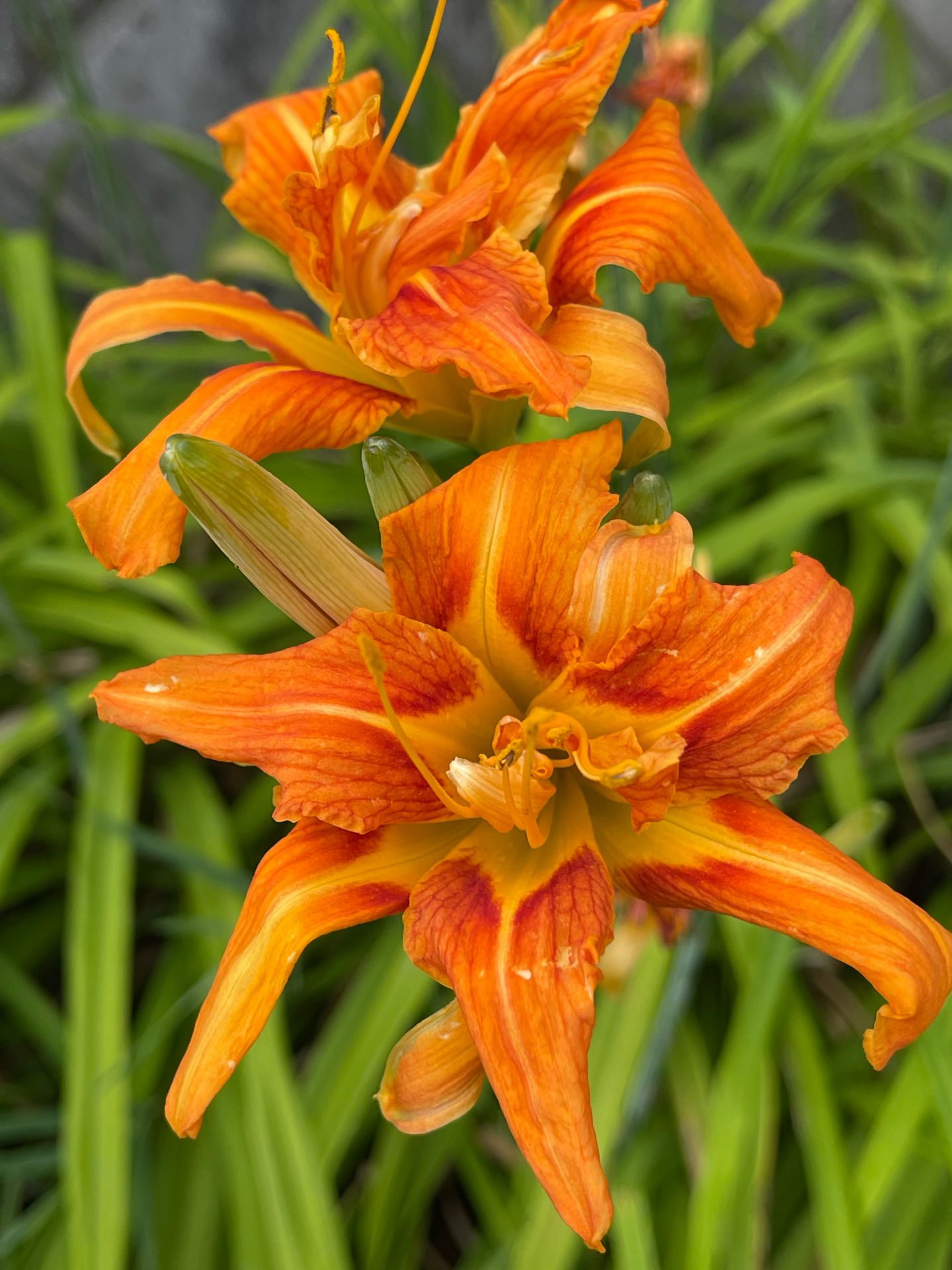 見沼代用水西縁に咲くヤブカンゾウの花 埼玉みどりのポータルサイト