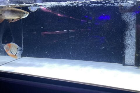 アクリル水槽 180cm｜アクリル水槽 - 熱帯魚のmishima