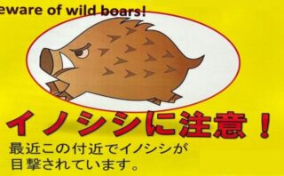 イノシシの目撃情報あり | 自治連HP練習用サイト