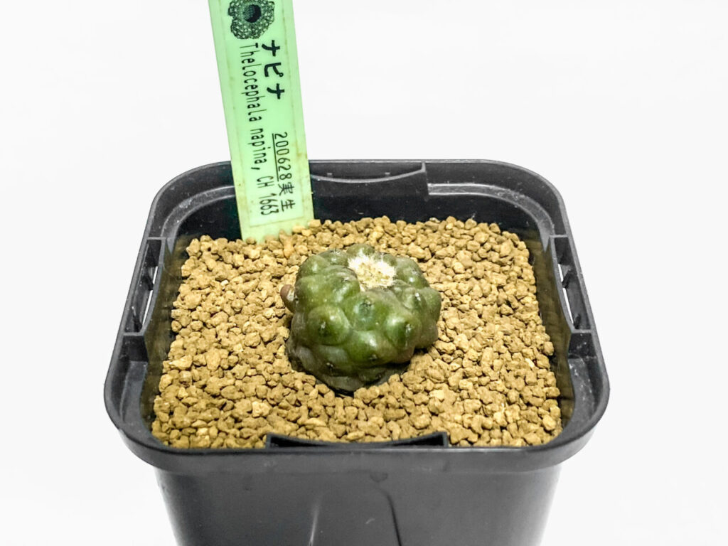 エリオシケ・ナピナを植え替えたッ！！なん…だと…？この塊根は？ | も