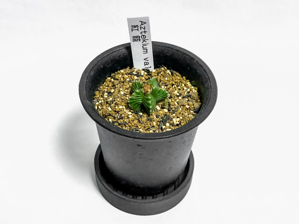 希少なサボテン！アズテキウム・紅籠を植え替えたッ！！ | もすレコ。