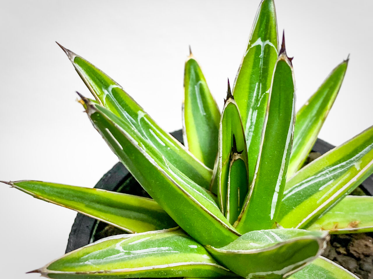 アガベ・笹の雪錦（黄覆輪斑）を1年8ヶ月ぶりに植え替えたッ！！ | も