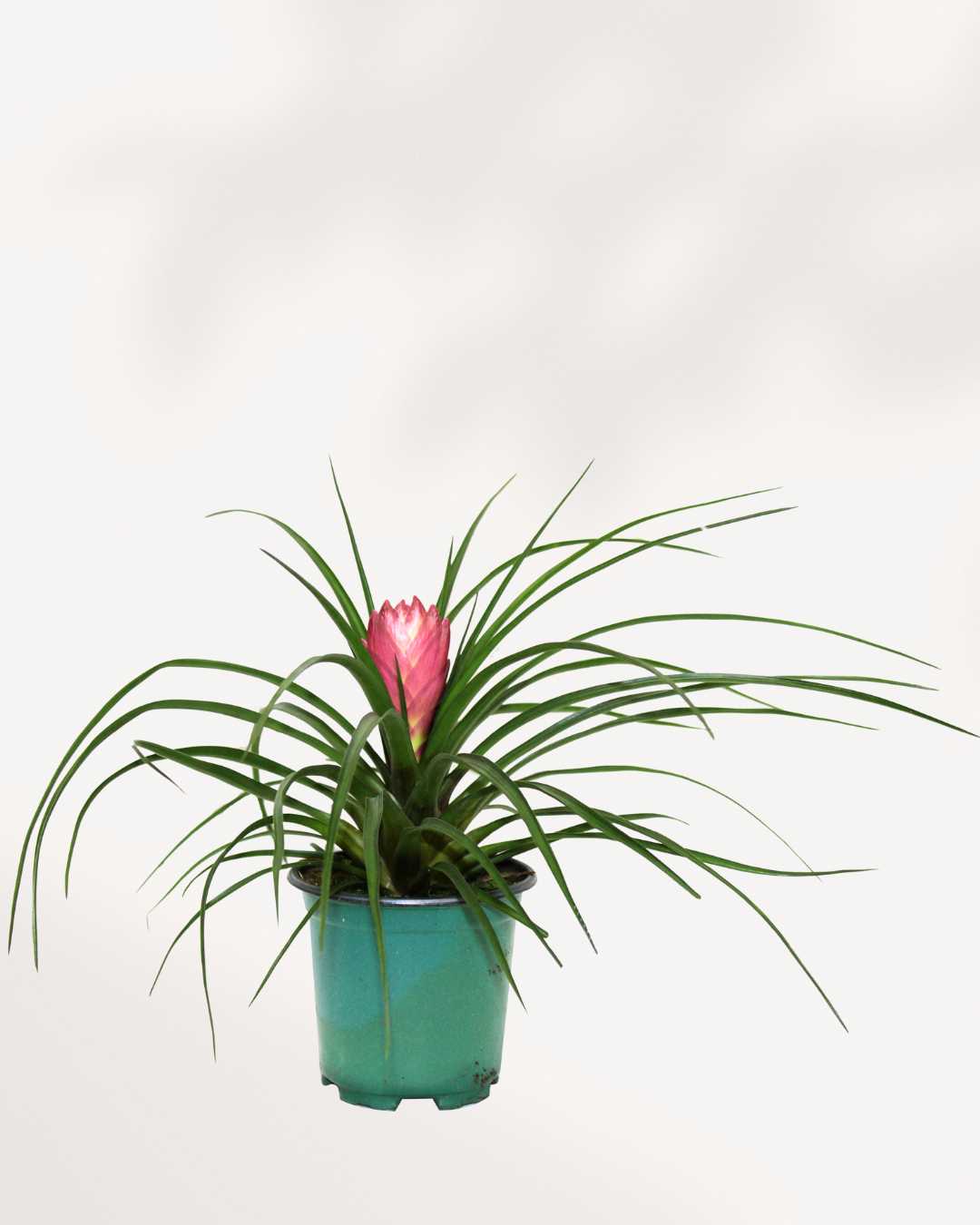 Tillandsia Cyanea | Buy Online - Stunning Pink Quill Air Plant