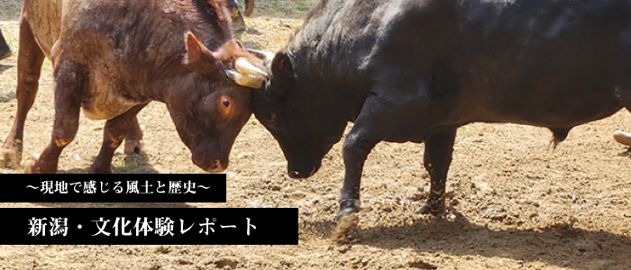 第40回 牛対牛、牛対人の2つのハイライトで魅了する「おぢや牛の角