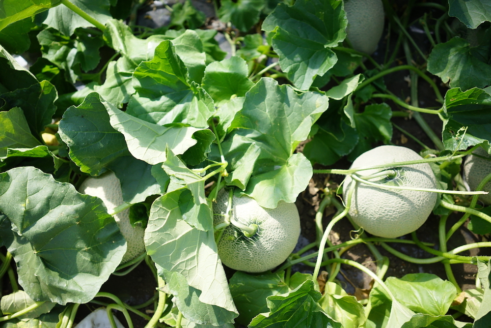 四代目中澤農園｜オフィシャルサイト｜北海道むかわ町 穂別 » 穂別