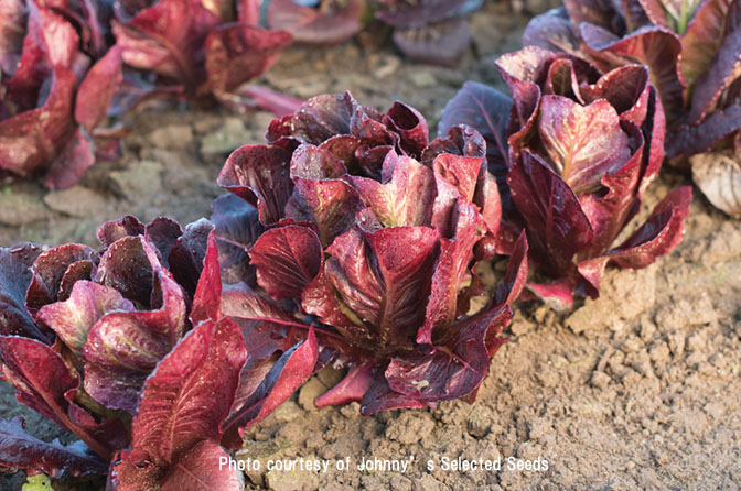 レッドミニロメインレタス・Ezbruke Organic(オーガニック種子)