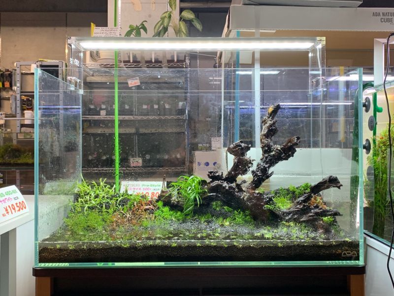 60cm水槽に有茎草やブセ - 水草・熱帯魚・熱帯植物・ネイチャー