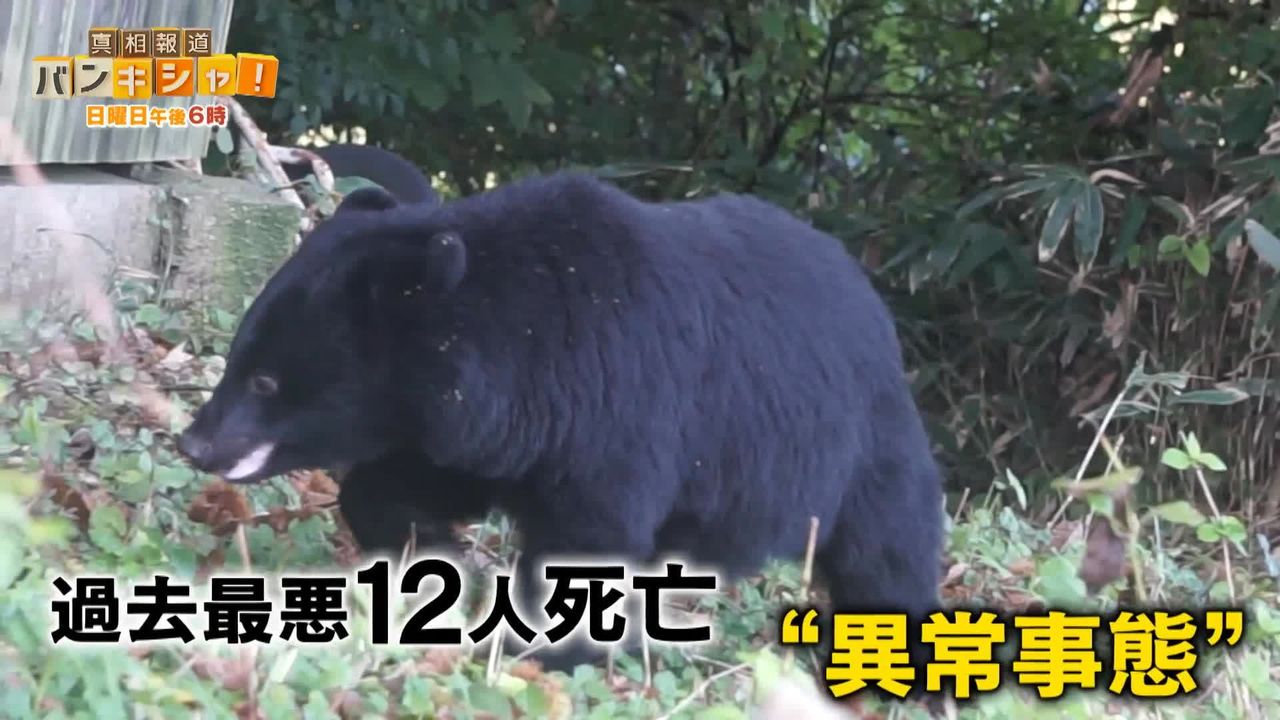 密着「クマハンター」知られざる素顔 秋田で今年度1000頭超を駆除“異常