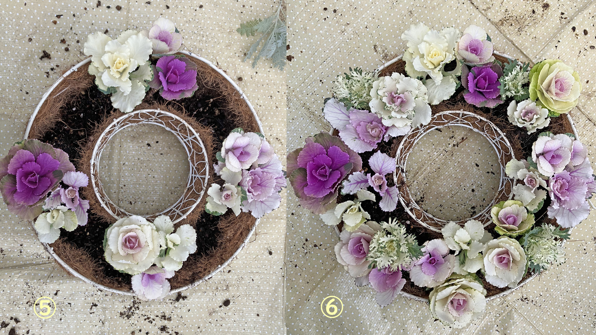 ガーデニング】玄関先のおしゃれな植物 寄せ植えより簡単、見栄えする