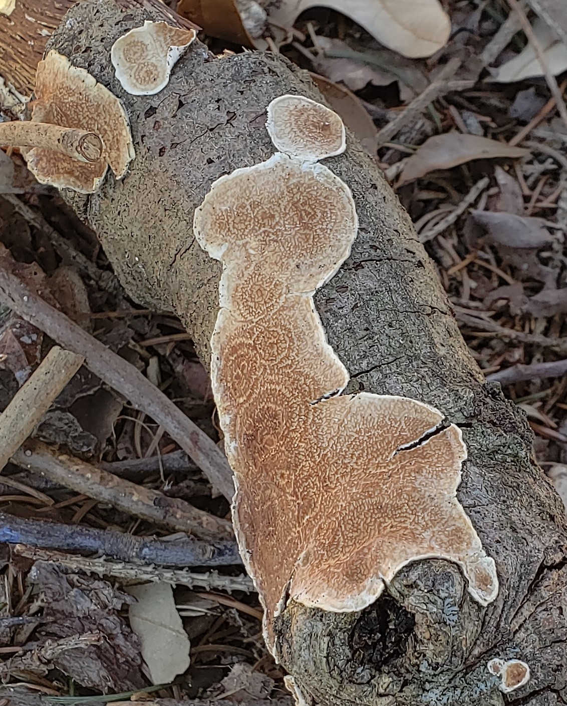 About Ochre-spreading Tooth - Maryland Biodiversity Project