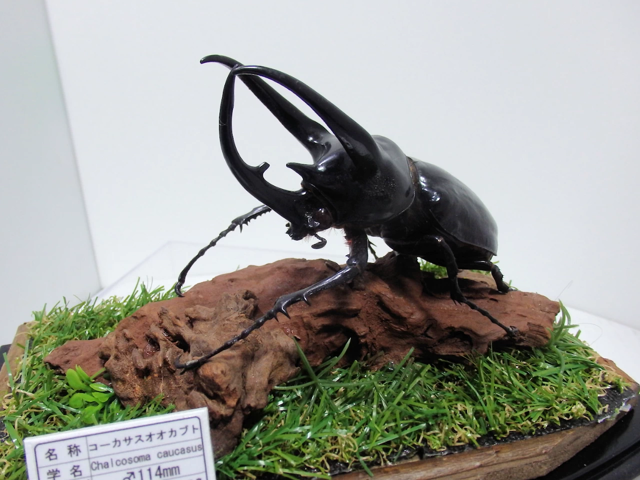 スマトラコーカサスオオカブト♂114mm ジオラマ標本 | オオクワ京都