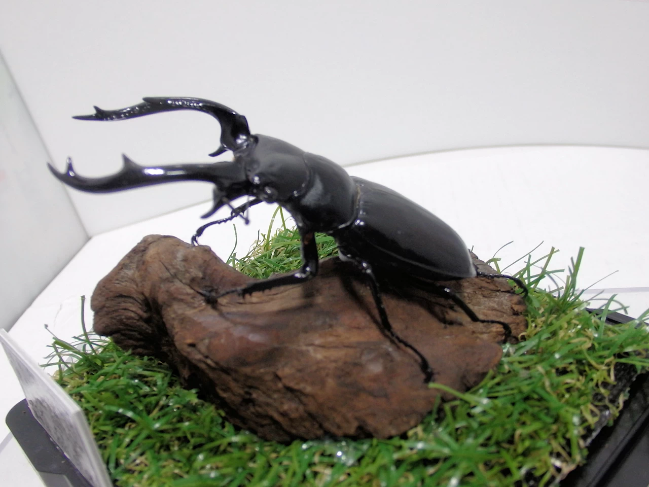 ウエストウッディオオシカクワガタ♂81mm ジオラマ標本 | オオクワ京都