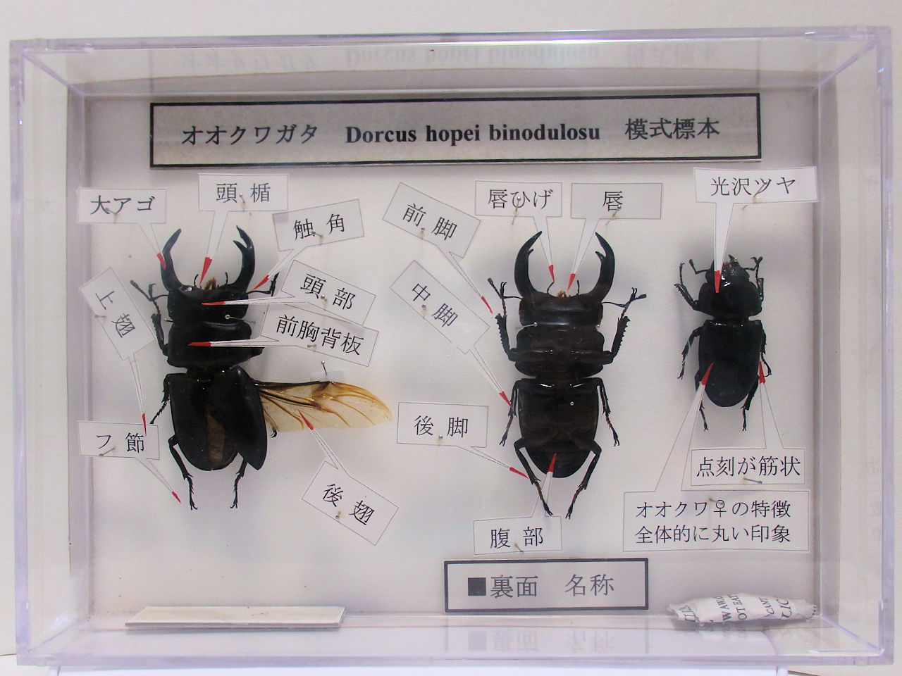 模式標本（図鑑のように部位説明）各種サイズ平面標本 5点セット（11