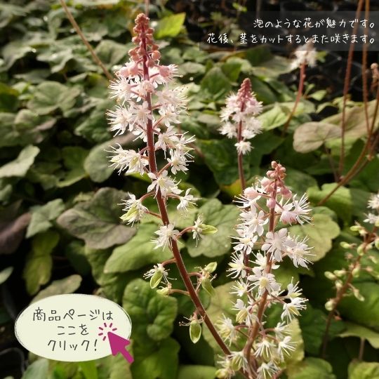 ロックガーデンとは？ - 大森ガーデンニュース