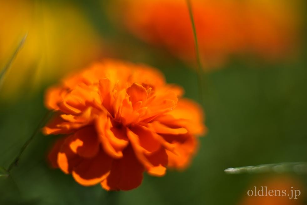 Nikon Nikkor 50mm F1.4 Ai-S Review作例 ニコンの銘玉神レンズ格安1万