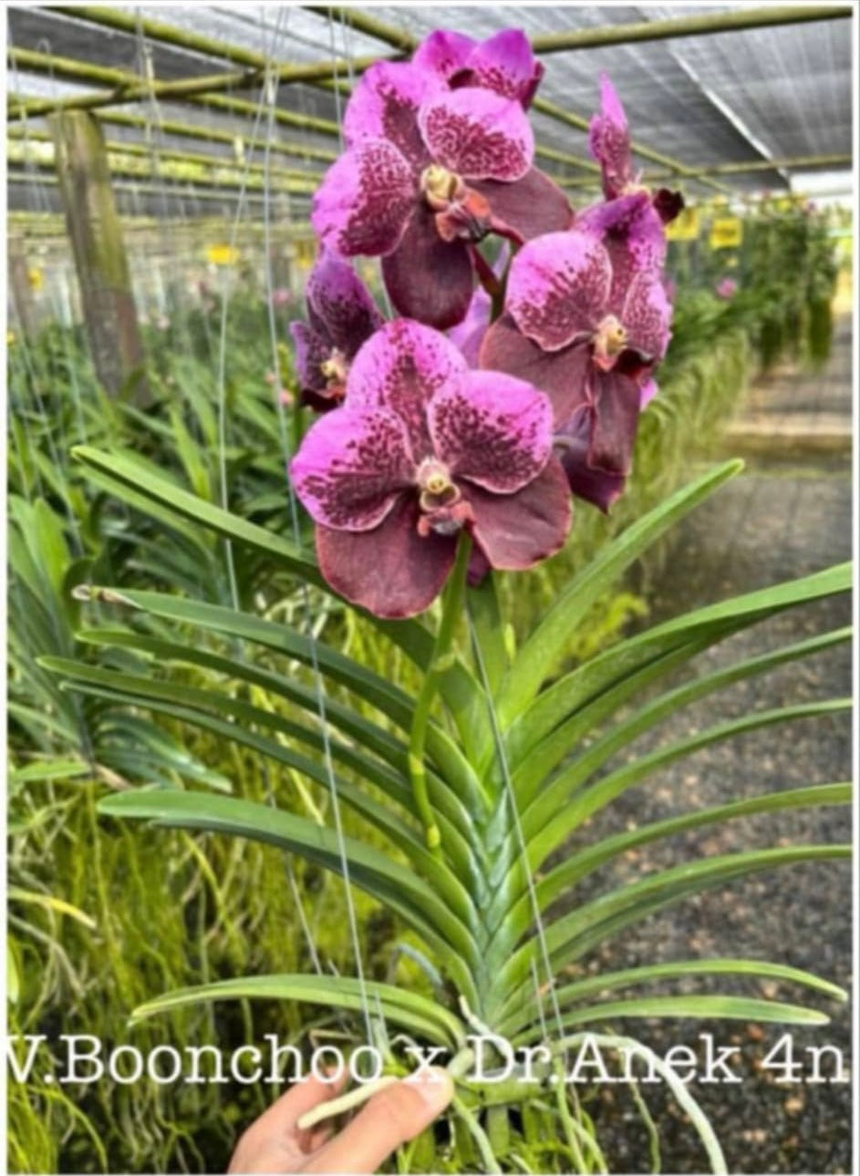 Vanda Boonchoo x V. Dr Anek 4N – Orchid Classics