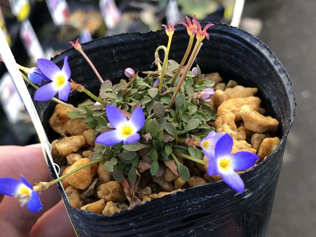寒い時期にオススメの山野草、和物をご紹介🎍（雪割草 等） | オザキ