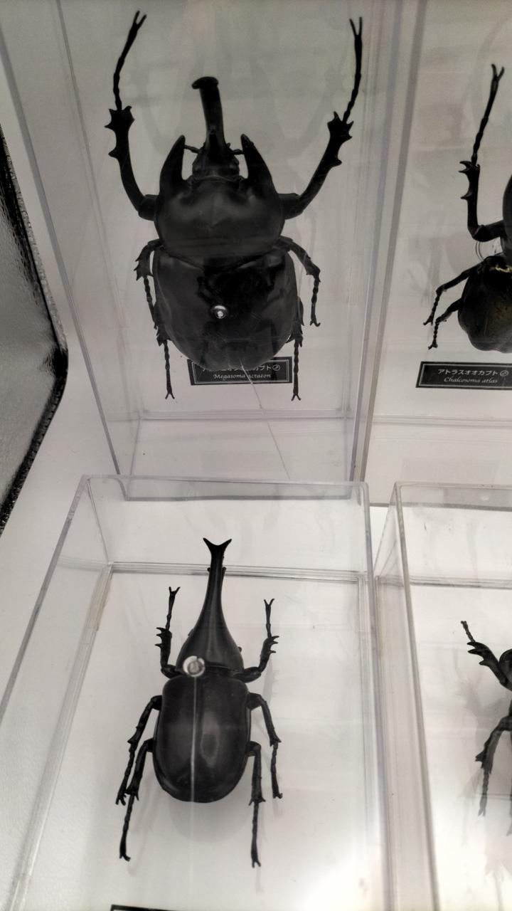 ディアゴスティーニ|世界の昆虫データブック|【ハードオフ公式通販