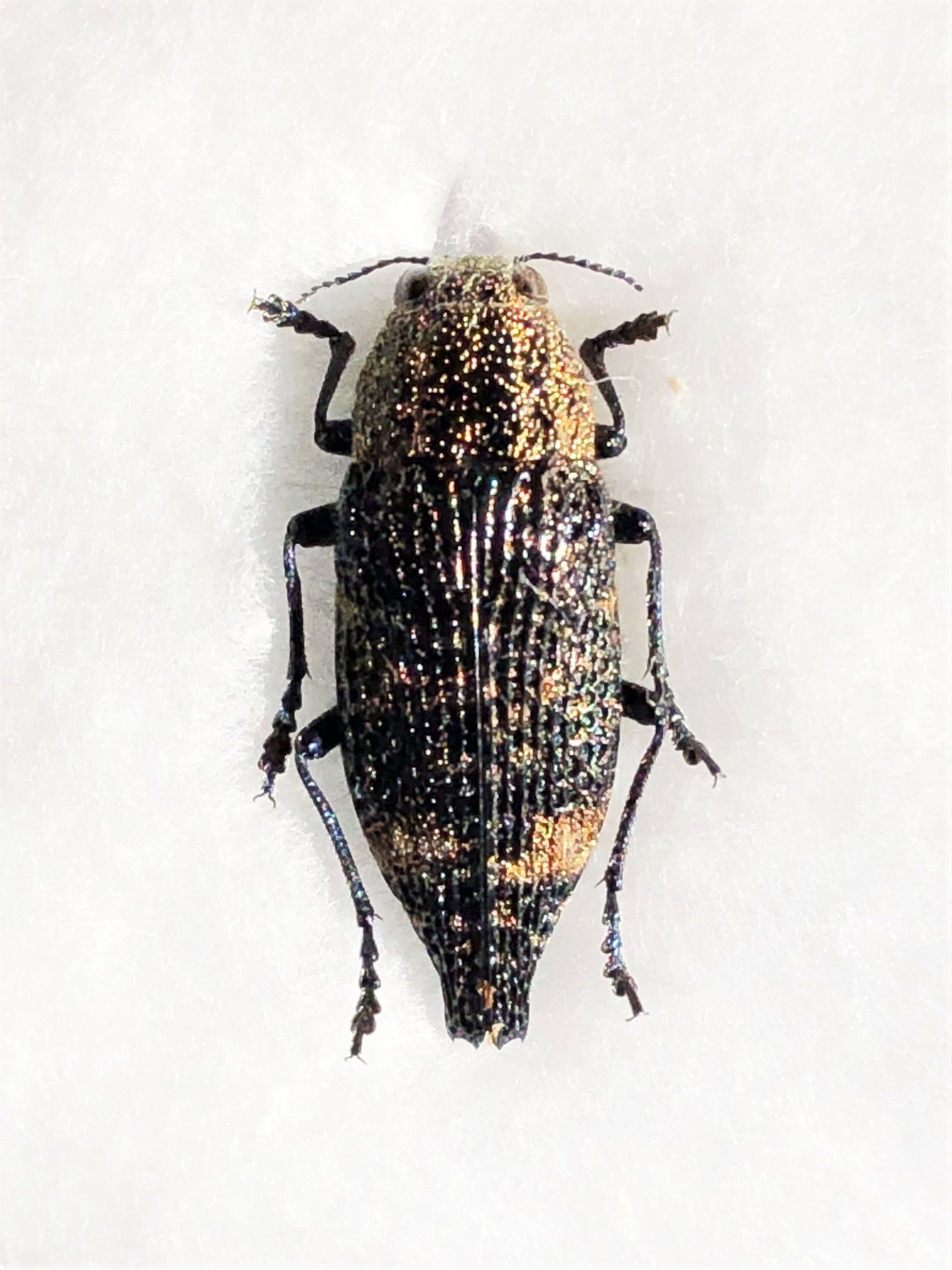 マレーシア産 最大種のタマムシ 74mm マレーシア産 最大種のタマムシ