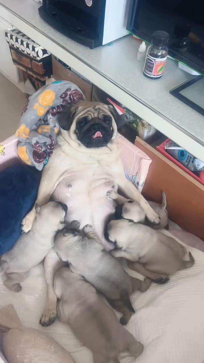 パグお(パグファンシャー) (@pug3ta) / Posts / X