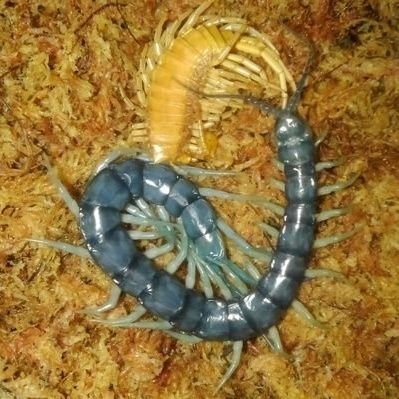 ガンバルオオムカデ (@Ethmostigmus) / Posts / X