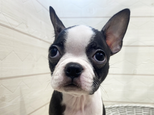 ボストンテリア カインズ浦和美園店 │ペッツファースト公式サイト