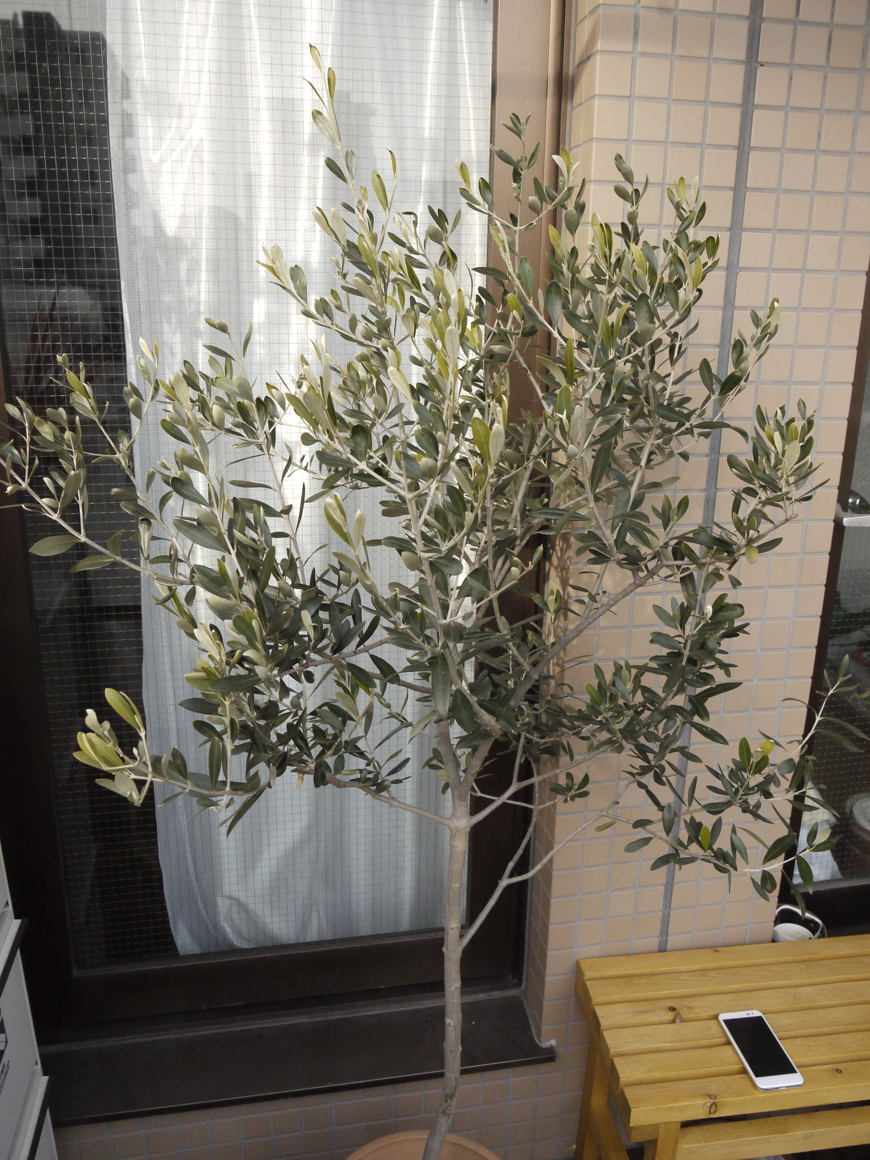 オリーブ斑入り剪定枝 B.C各1本 長さ 7センチ オリーブ斑入り剪定枝