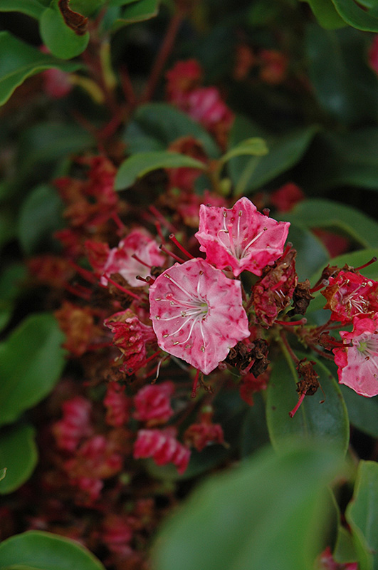 Raspberry Glow Mountain Laurel (Kalmia latifolia 'Raspberry Glow