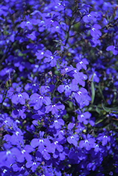 Techno Dark Blue Lobelia (Lobelia erinus 'Techno Dark Blue') in