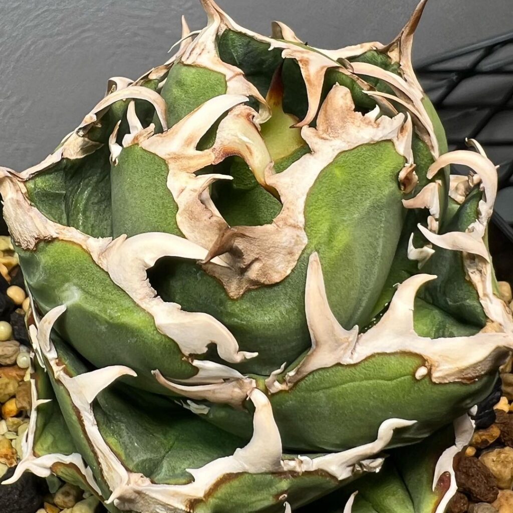 アガベ チタノタ COK(追星/CG-01)の特徴と育て方｜インドネシアから来