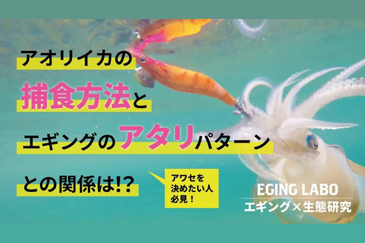 イカの世界はモノクロ!? アオリイカの生態を大解剖！ 川上英佑さんの