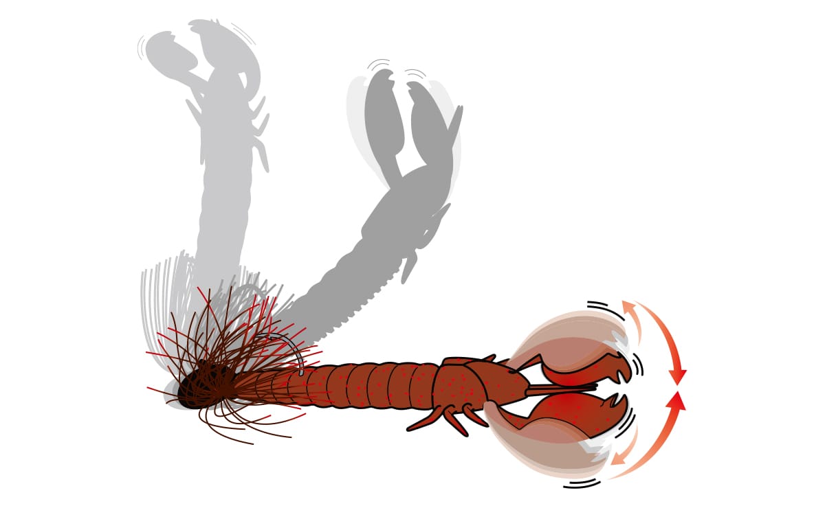 CLAP CRAW | deps OFFICIAL HP | デプス 公式HP