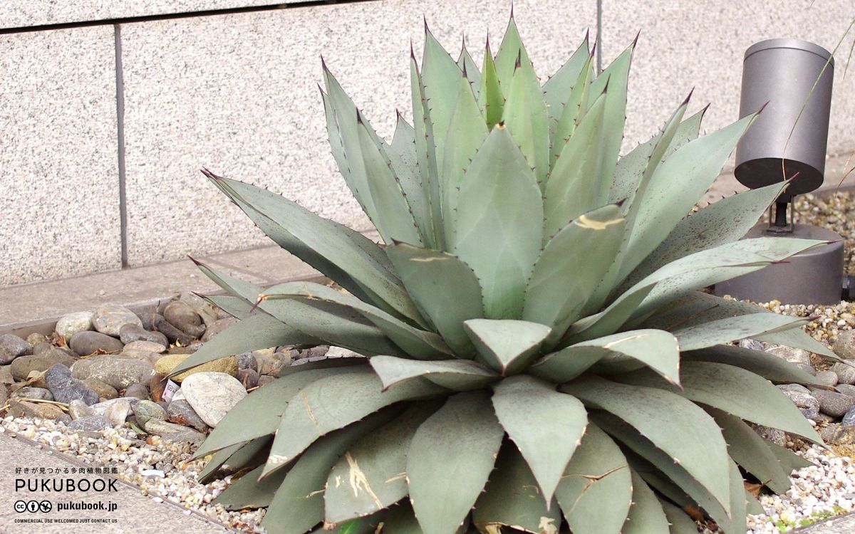 アガベ パリー Agave parryiのショッピング｜多肉植物図鑑 PUKUBOOK