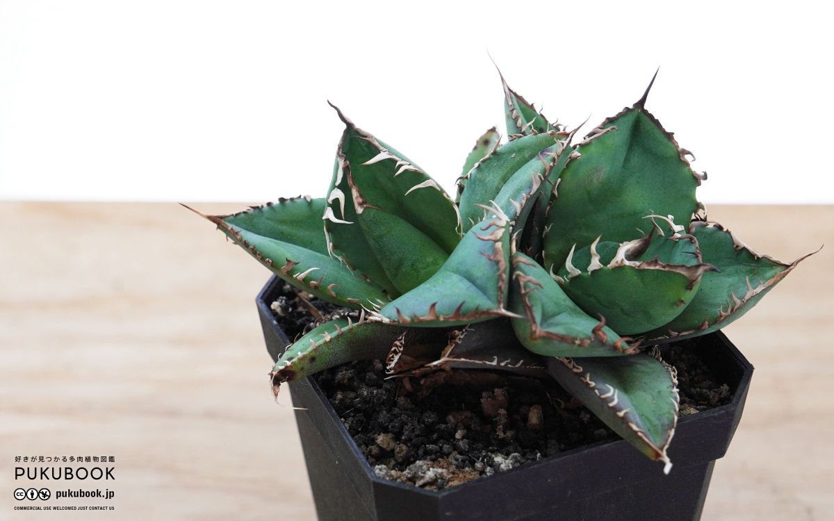 レア特価【CG産】アガベスーパーチタノタ悪魔くん スパチタBAKEMONO