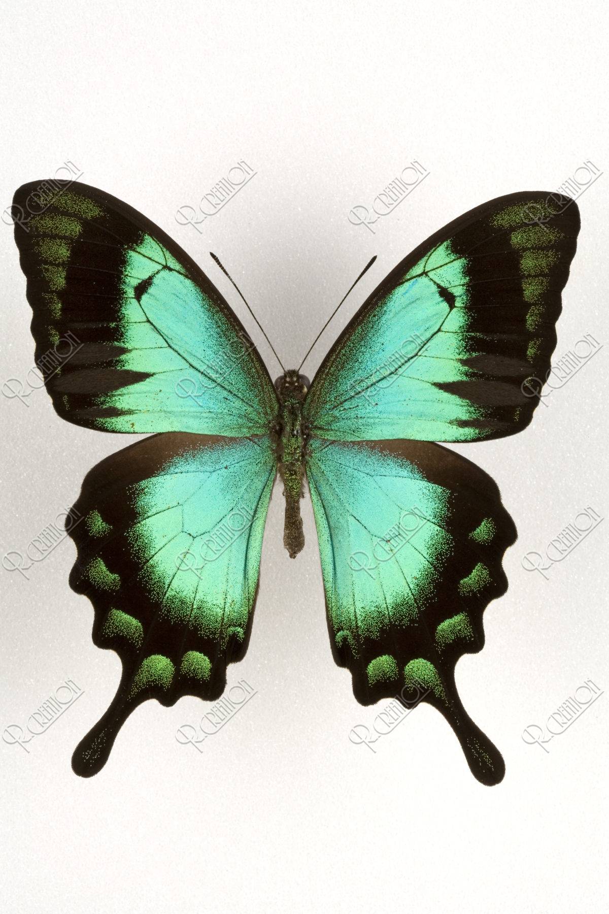 ヘリボシアオネアゲハ 84mm 西イリアン | 写真 | アールクリエーション