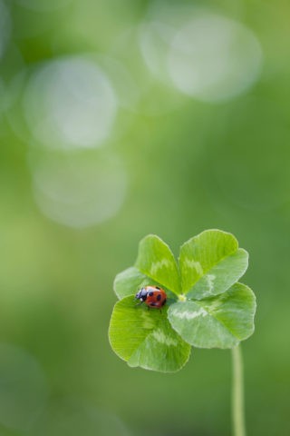 テントウムシと四つ葉のクローバー | 写真 | アールクリエーション