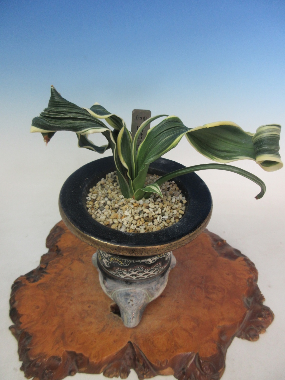 O-16 万年青 獅子 「四君子」 中上木 1本立ち - 蘭万園オンライン