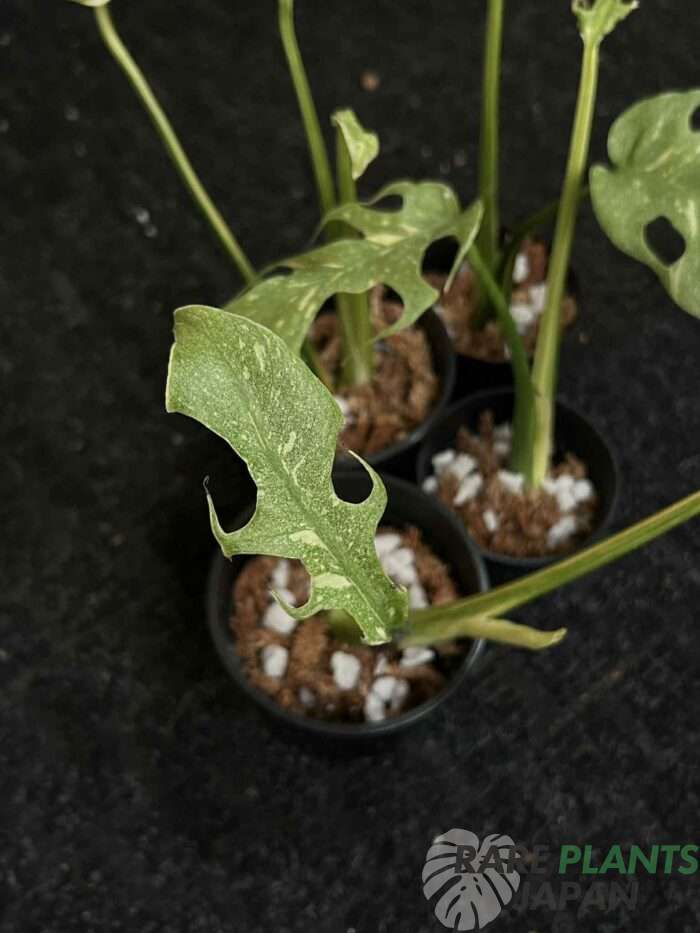 モンステラ・デリシオーサ 'スターライト' Monstera deliciosa
